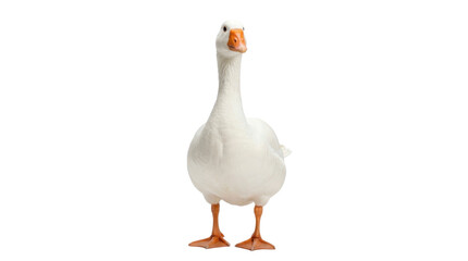 White goose standing upright on a transparent background PNG image © Darina