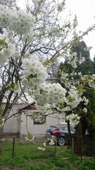Fototapeta premium A cherry branch blooming with white flowers in the garden near the house.