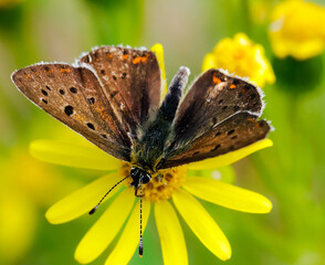 motyl © rafał