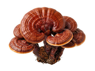 Reishi mushroom cluster with large brown caps and thick stems on white background transparent background © Design Helbox