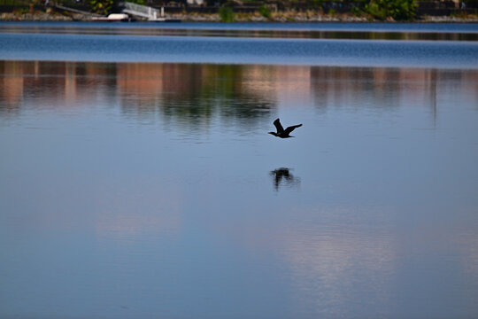  Double-crested cormorant (Nannopterum auritum) flying low over water body.