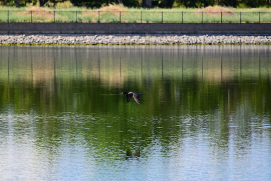  Double-crested cormorant (Nannopterum auritum) flying low over water body.