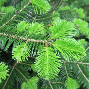 Fresh green fir tips, blue spruce, tree