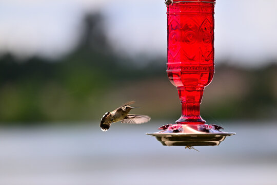 Anna's hummingbird (Calypte anna)  hovering or perched in hummingbird feeder.