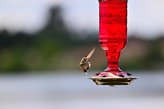 Anna's hummingbird (Calypte anna)  hovering or perched in hummingbird feeder.