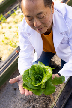 Senior Asian man crouching in raised bed holding green lettuce, wearing lab coat, checking tubing