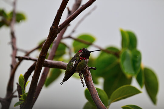 Anna's hummingbird (Calypte anna)  perched on a persimmon branch. 