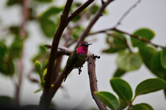 Anna's hummingbird (Calypte anna)  perched on a persimmon branch. 
