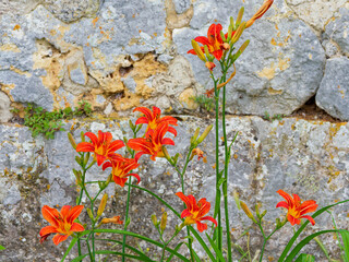 (Hemerocallis fulva) Touffe dressée d'hémérocalles fauve à pétales oranges sur tiges arquées au feuillage linéaire vert-bleuté en massif bordurant une façade murale  © Marc