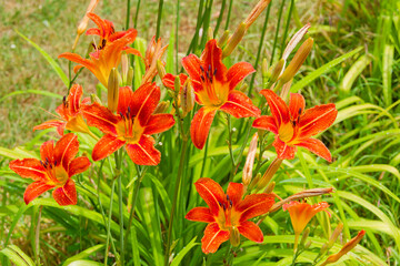(Hemerocallis fulva) Epis floraux d'héphémères fauves ou lis d'un jour à sépales orangés en forme de trompettes sur tiges dressées au feuillage rubané  © Marc
