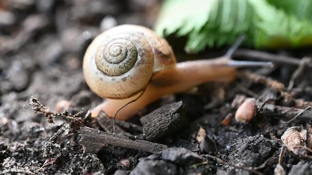 Extreme macro close-up of a garden snail (Helix pomatia) slowly crawling on a wet green leaf. Slow motion, shallow depth of field. Copy space for text on the side. Natural organic background.
