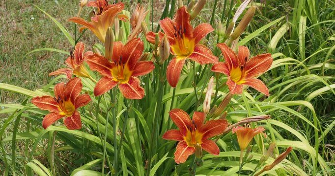Hemerocallis fulva | H&eacute;m&eacute;rocalle fauve - Lys d'un jour - Lis roux. Tiges dress&eacute;es orn&eacute;es de fleurs brun-oranges recurv&eacute;es, gorges jaune, &eacute;tamines saillantes et feuillage touffu, ruban&eacute;, vert-bleut&eacute; 