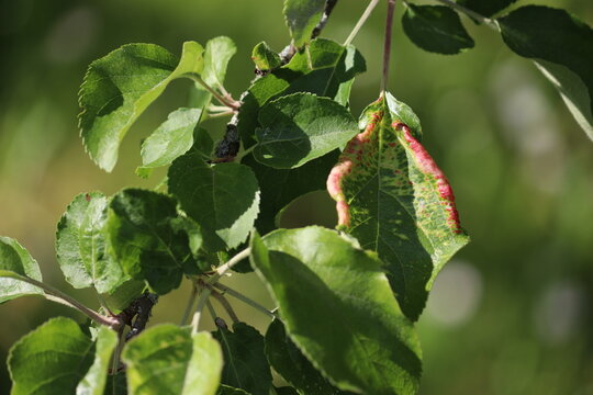 Close-up of apple tree (Malus domestica) leaves with distinctive red wrinkled galls caused by rosy apple aphid (Dysaphis plantaginea) infestation