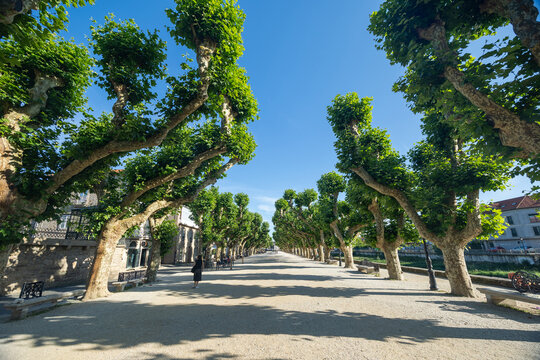 Padron espolon promenade with historic plane trees
