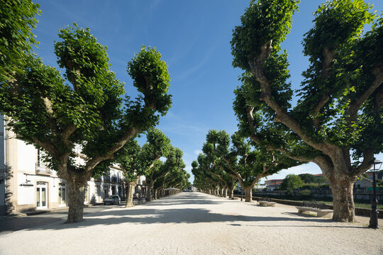 Espol&oacute;n promenade in padron galicia with lush plane trees
