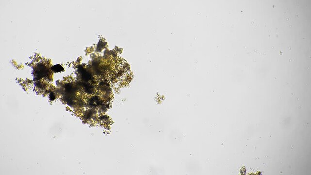 Decomposing biofilm with particles. Dense organic debris with microbial and algal colonization. Cluster of organic material populated by microbes and algae showing decay and nutrient buildup