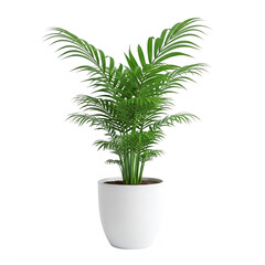 Fototapeta premium Green fern plant in a white pot on display isolated on white background