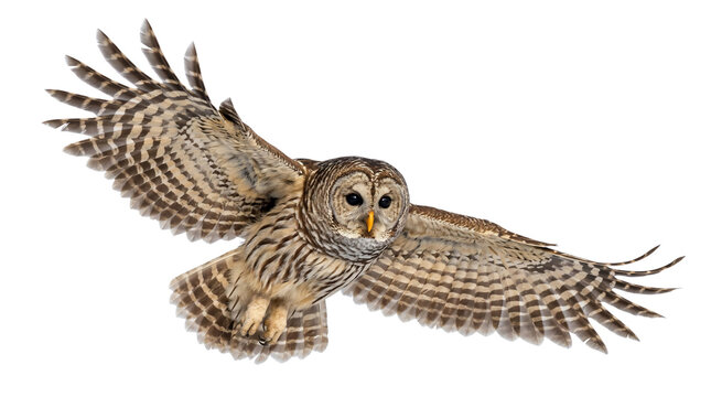 Flying barred owl transparent PNG isolated cutout, wings spread raptor bird clipart for wildlife design