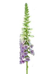 tubular purple speckled flowers of the foxglove Isolated on transparent background  © Marshall