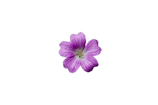 a purple geranium flower Isolated on transparent background 