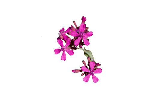 small pink flowers of Silene Isolated on transparent background 