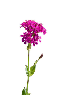 the small magenta flower of sweet William Catchfly Isolated on transparent background 