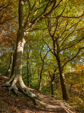 Path through beautiful hillside autumn woodland with tall trees with golden leaves on a bright sunlit day, Common bank wood in hebden bridge west yorkshire