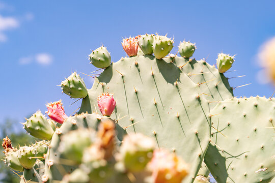  Opuntia, prickly pear cactus, is a genus of flowering plants in the cactus family Cactaceae. Ethel M Chocolates Factory Cactus Garden. Henderson. Clark County, Nevada. Basin and Range Province