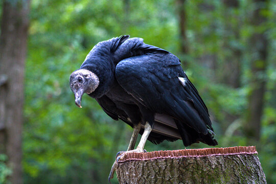 black vulture bird of prey