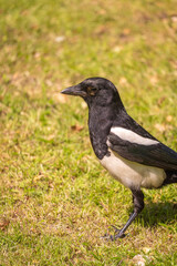 Fototapeta premium Wild Eurasian magpie (Pica pica) foraging on lawn with natural copy space, birdwatching and urban wildlife concept.