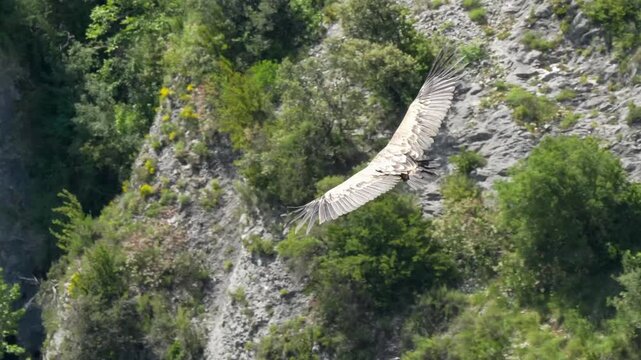 close-up of a wild Griffon vulture (Eurasion griffon, Gyps fulvus) soaring and gliding in flight