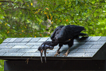 Abyssinian ground-hornbill © images by gregory