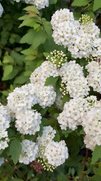 Flip over shot of abundant reeves spirea blooms