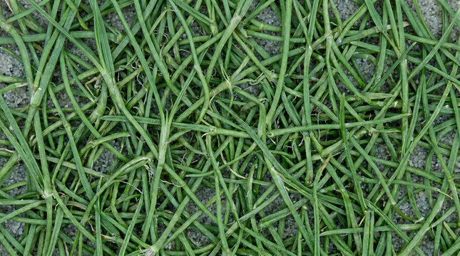 Creeping Bentgrass Stolons Close Up Macro