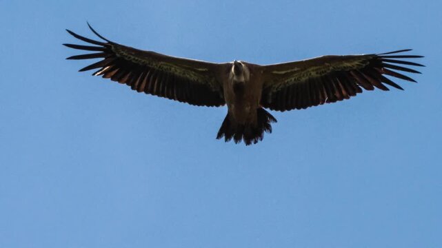 close-up of a wild Griffon vulture (Eurasion griffon, Gyps fulvus) soaring and gliding in flight