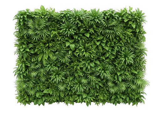 Lush green hedge wall with dense foliage isolated on transparent background