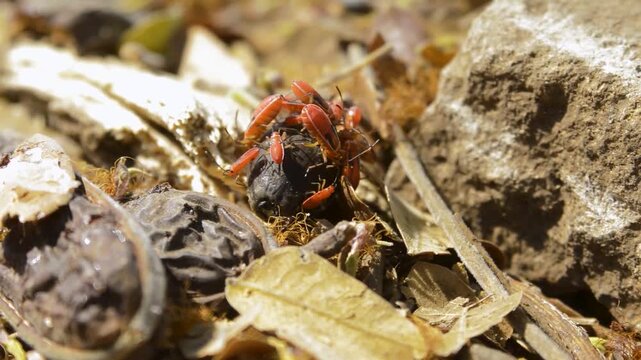 Small Insect in Natural Habitat