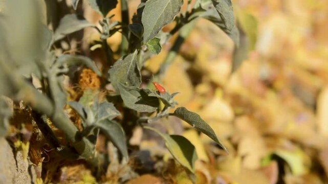 Macro Footage of Red Insect on Leaf