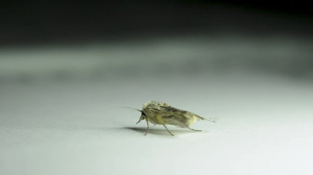 Macro Wildlife Footage of a Small Moth
