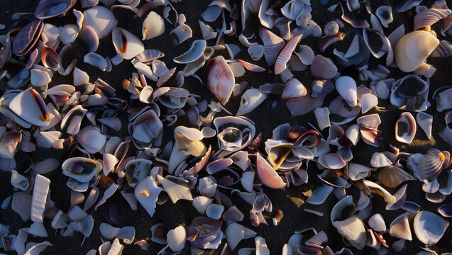 Abundant collection of broken seashells scattered on dark wet sand with seashells seashore textures patterns collection scattered background environment vacation beachcombing wildlife