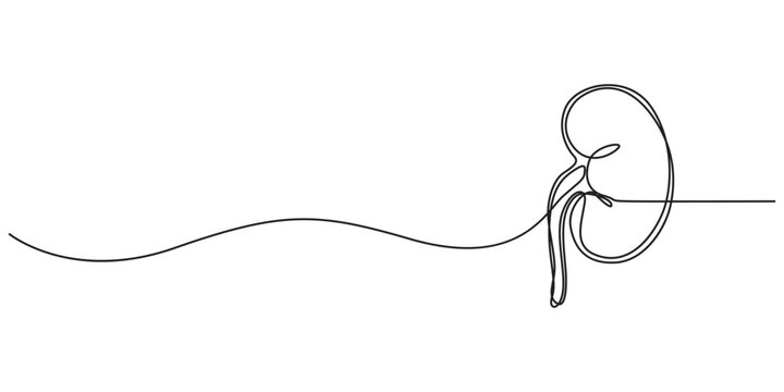 Continuous line art drawing of a human kidney organ isolated on a plain white background Vector, illustration, Anatomical Human Kidneys Pair Continuous One Line Art Medical Education