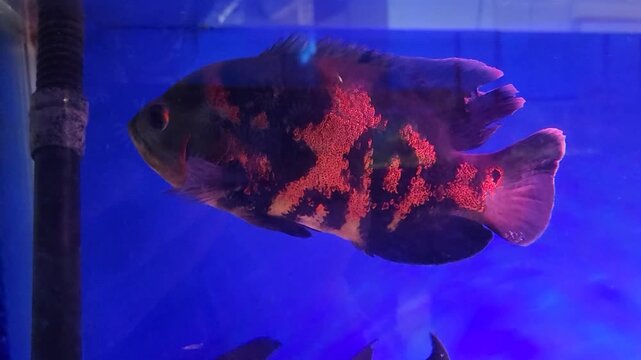 The aquarium contains one red astronotus ocellatus