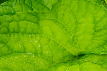 Close up of green mint leaf with water droplets © reddish