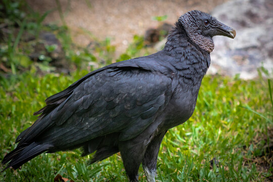 Portrait of a Black Vulture (Coragyps atratus) on the forest of Envigado, Colombia