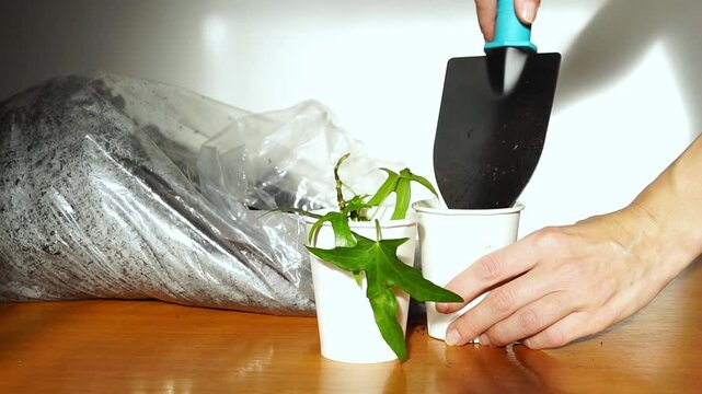 Hands scoop substrate into paper cup and plant ivy cutting on sunlit wooden table. Illustrates early-stage plant propagation setup, indoor gardening preparation workflow, and small-space cultivation.