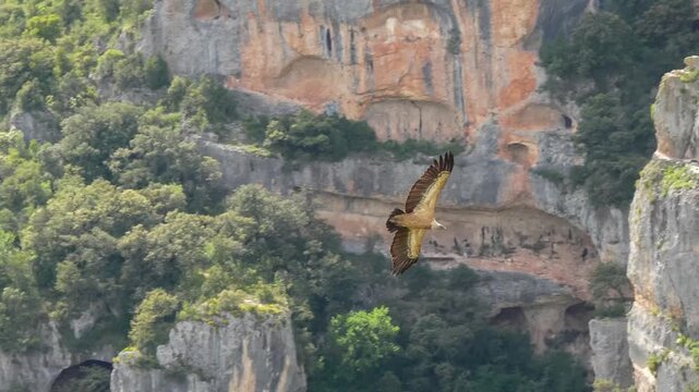 close-up of a wild Griffon vulture (Eurasion griffon, Gyps fulvus) soaring and gliding in flight