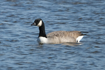 Fototapeta premium Canada Goose Swimming on Calm Blue Water in the Wild