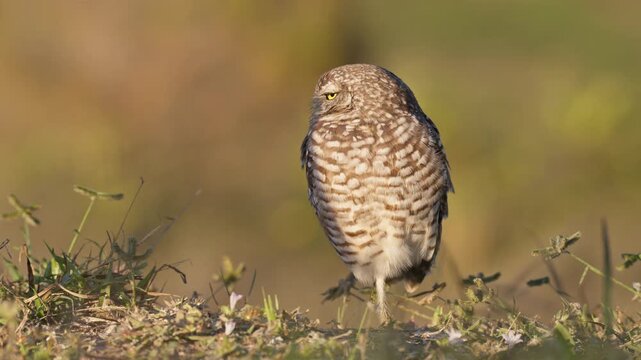 Close up of a burrowing owl standing on one leg in golden light
