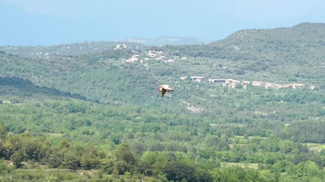 close-up of a wild Griffon vulture (Eurasion griffon, Gyps fulvus) soaring and gliding in flight