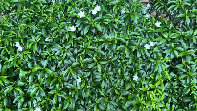 Lush green foliage of tabernaemontana divaricata, also known as pinwheel flower or crepe jasmine
